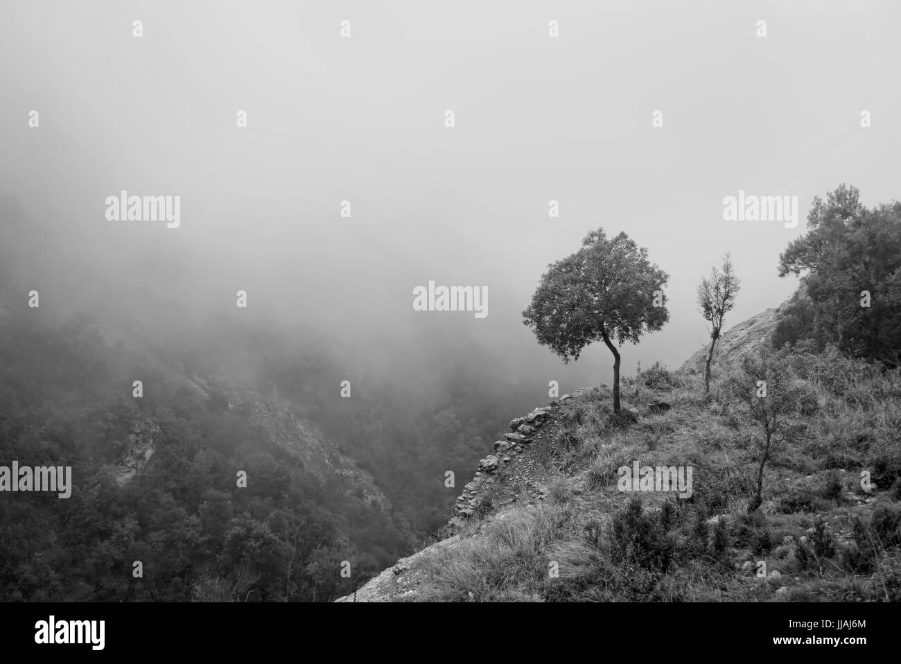 Seul olivier au bord de la falaise dans les montagnes de Montserrat sur jour de pluie brumeuse, Barcelone, Catalogne, Espagne Banque D'Images