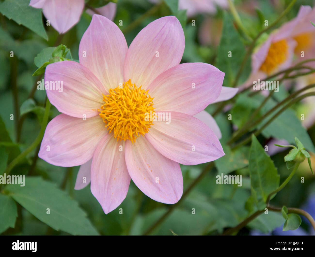 Dahlia Rachel De Thame Banque D'Images