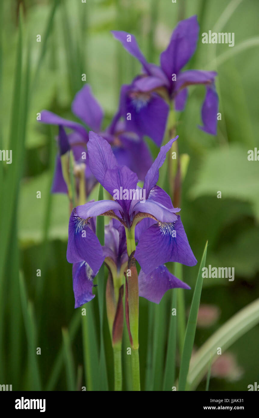 Iris sibirica 'César's Brother' Banque D'Images