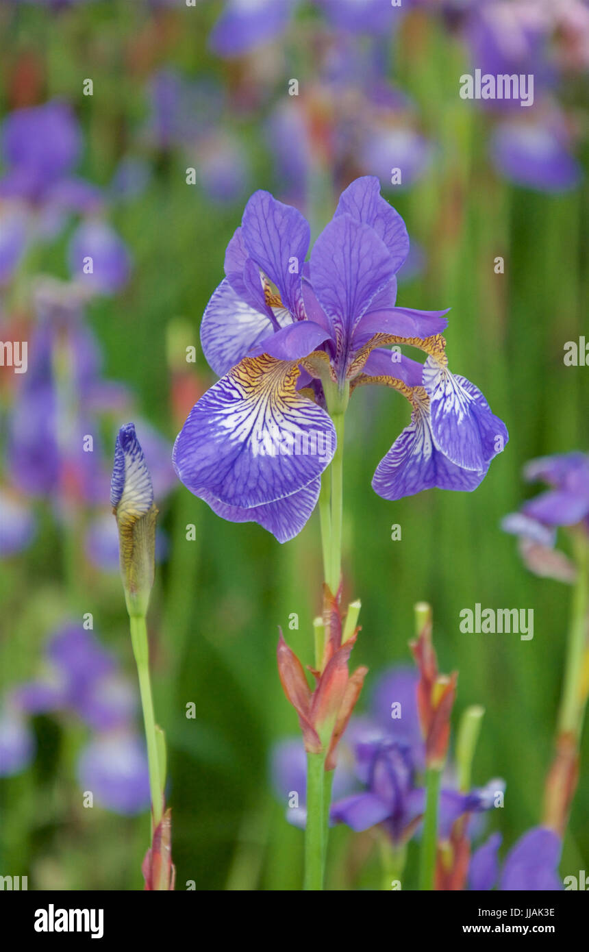 Iris sibirica 'Tropic Night' Banque D'Images