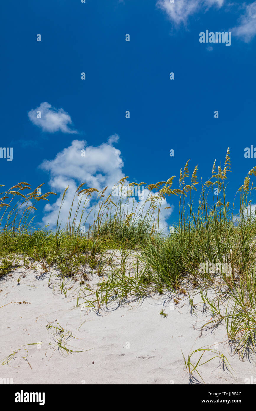 Sea Oats ou Uniola paniculata sur dunes à Bill Baggs Cape Florida State Park sur l'île de Key Floride Biscatne Banque D'Images