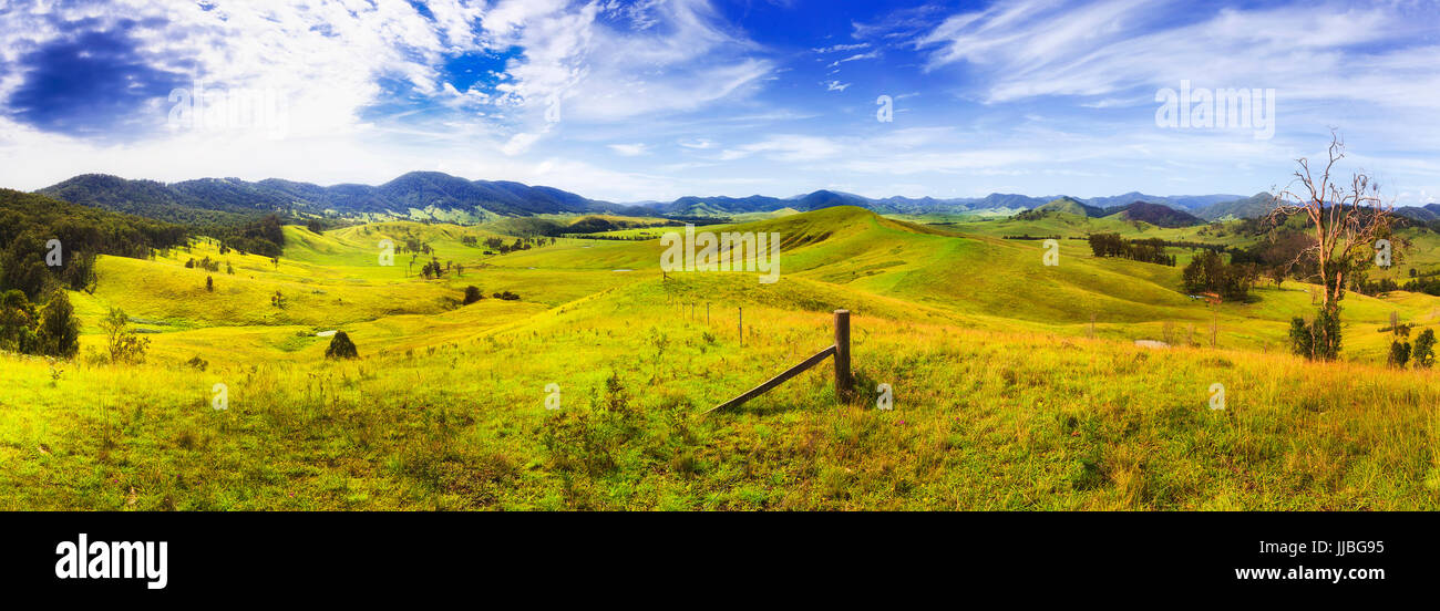 L'herbe verte luxuriante sans fin de pâturage agricole rurale australienne de fermes de croître les bovins, taureaux, vaches et moutons dans le bétail et de journal de ferme t Barrington Banque D'Images