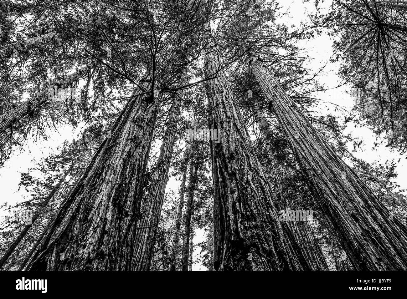 Bois rouge avec la forêt de cèdres rouges géants Banque D'Images