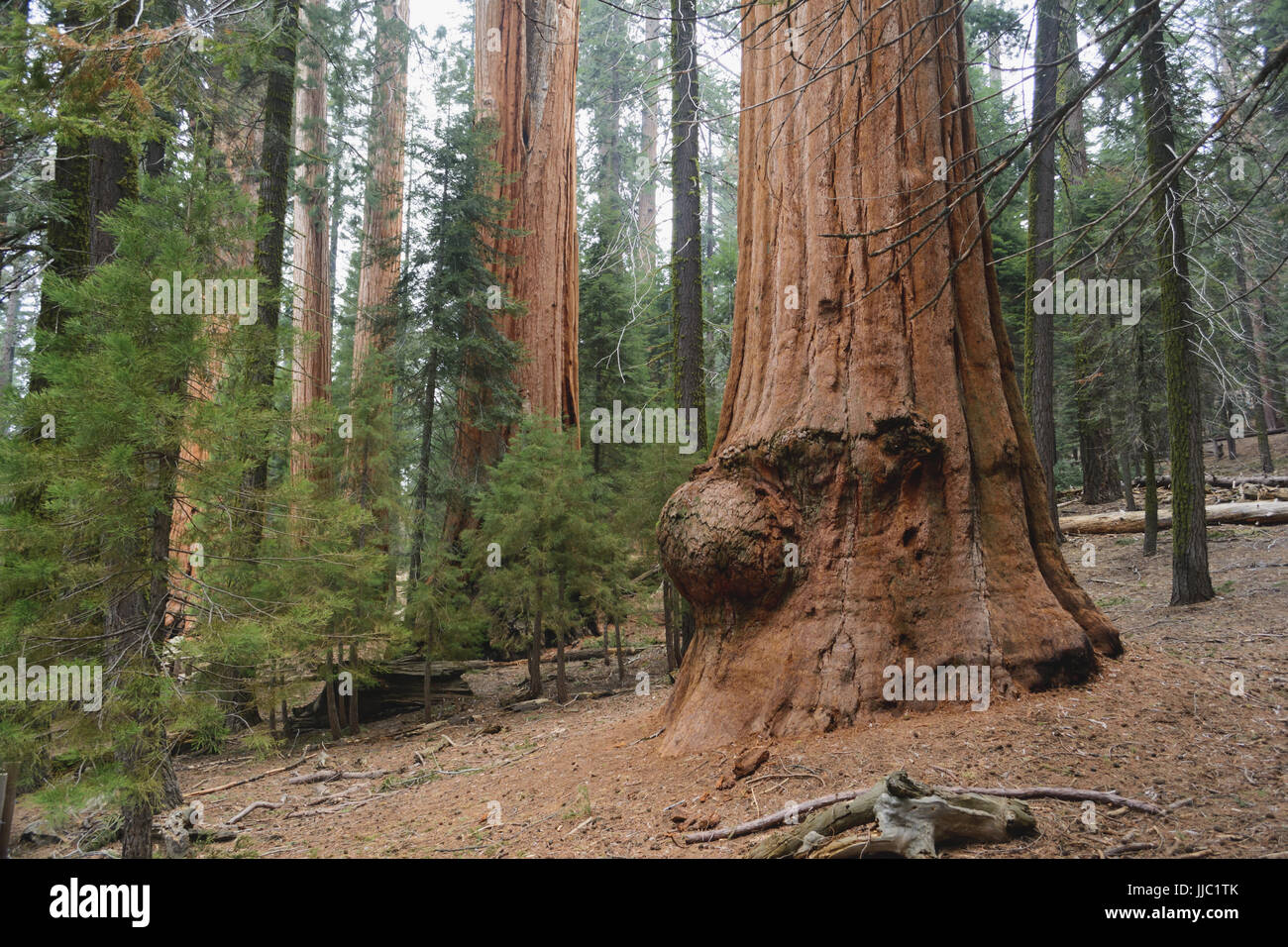 Gros arbres Séquoia géant dans la forêt - Photographie par Paul Toillion Banque D'Images