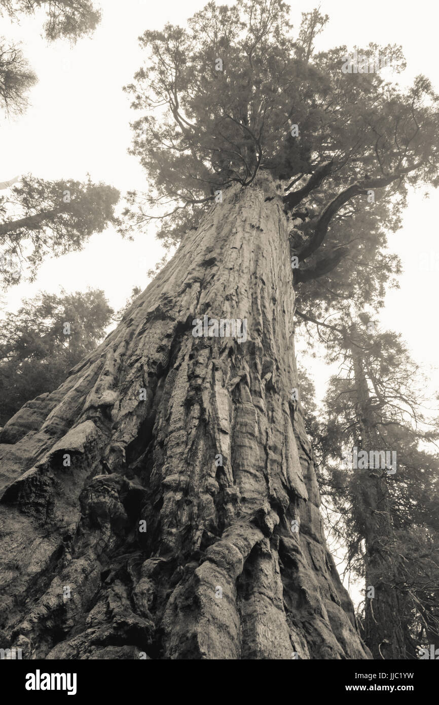Vue en noir et blanc de grands arbres Séquoia géant dans la forêt - Photographie par Paul Toillion Banque D'Images