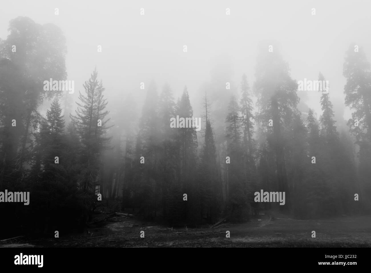 Jour brumeux dans le Sequoia National Forrest - Photographie par Paul Toillion Banque D'Images