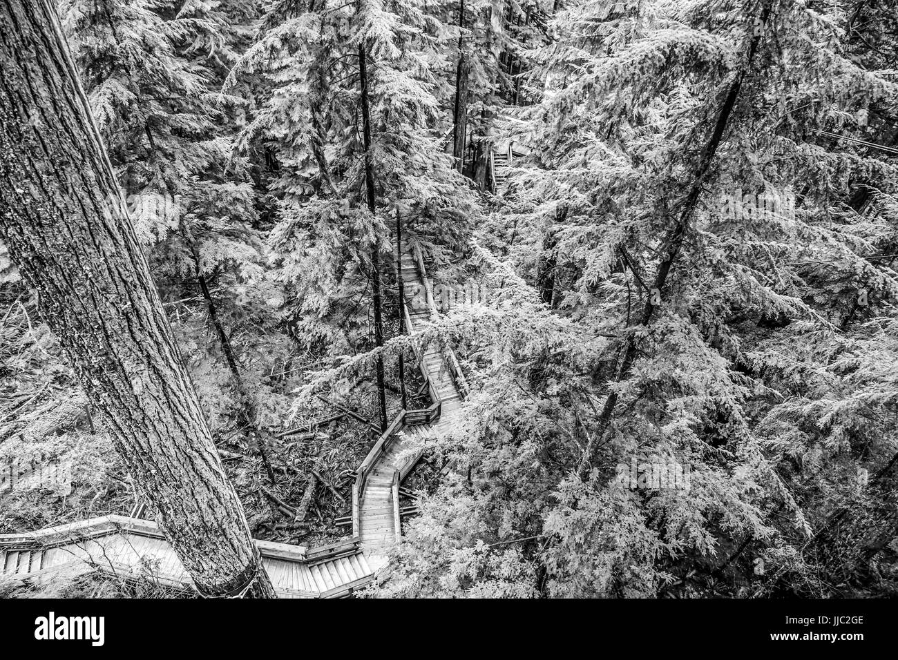 Sentiers dans le parc Capilano pour explorer la nature - CAPILANO - Canada - 12 AVRIL 2017 Banque D'Images