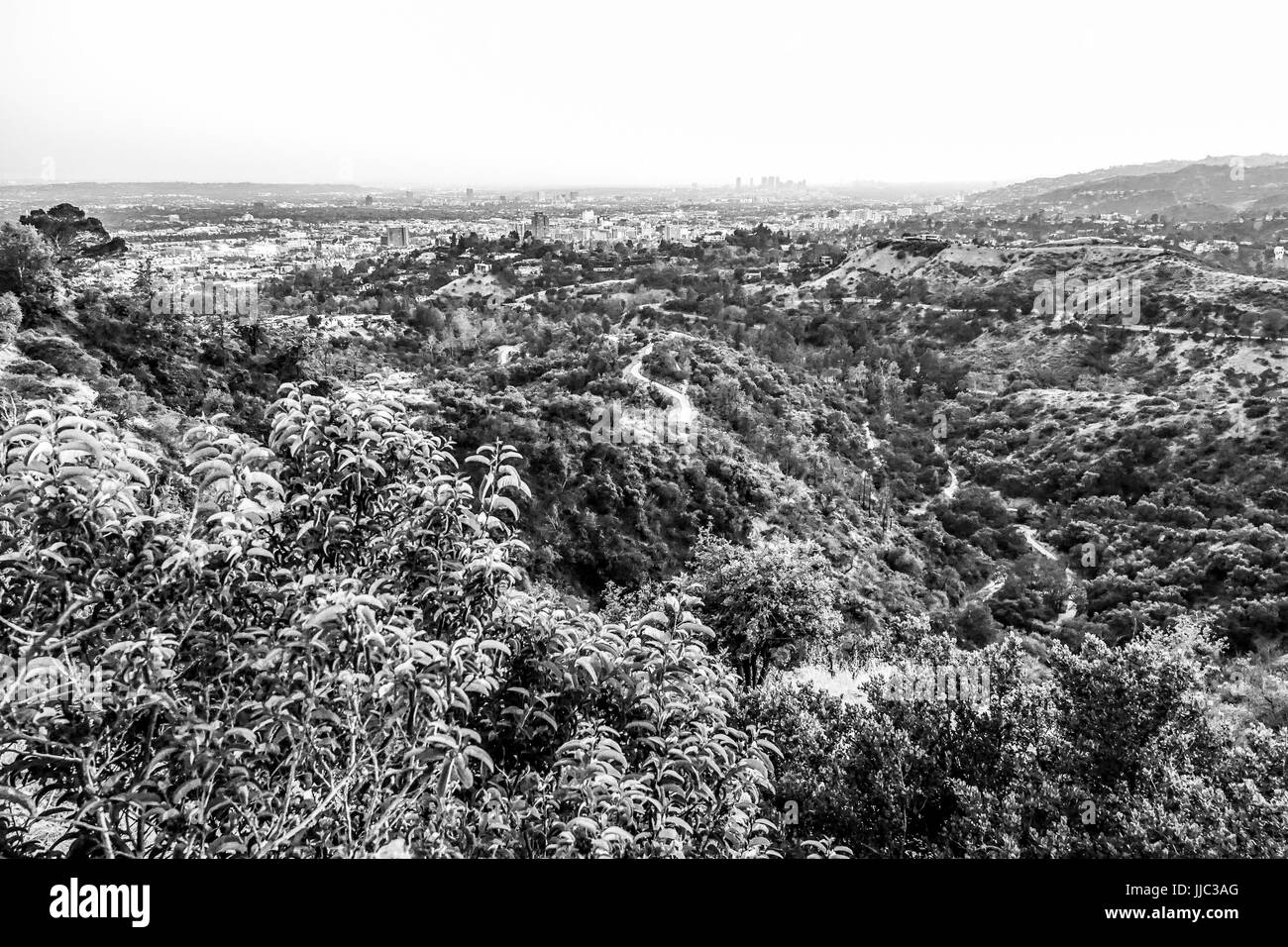 Hollywood Hills à Los Angeles Banque D'Images