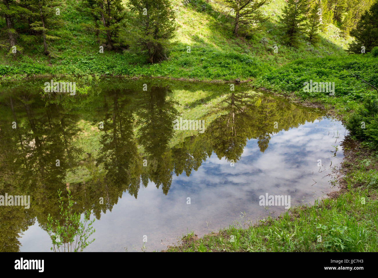 Un étang reflétant la végétation environnante dans le long du Canyon Wilson Wilson Canyon Trail dans les Gros-ventres montagnes. Nationale de Bridger-Teton Fores Banque D'Images