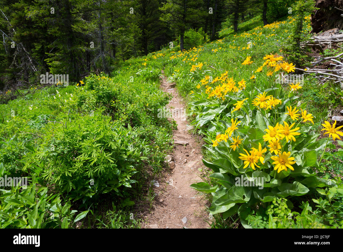 Balsamorhize Arrowhead en fleurs fleurs sauvages le long du sentier dans le Canyon de Phillips Teton Mountains. La Forêt nationale de Bridger-Teton, Wyoming Banque D'Images