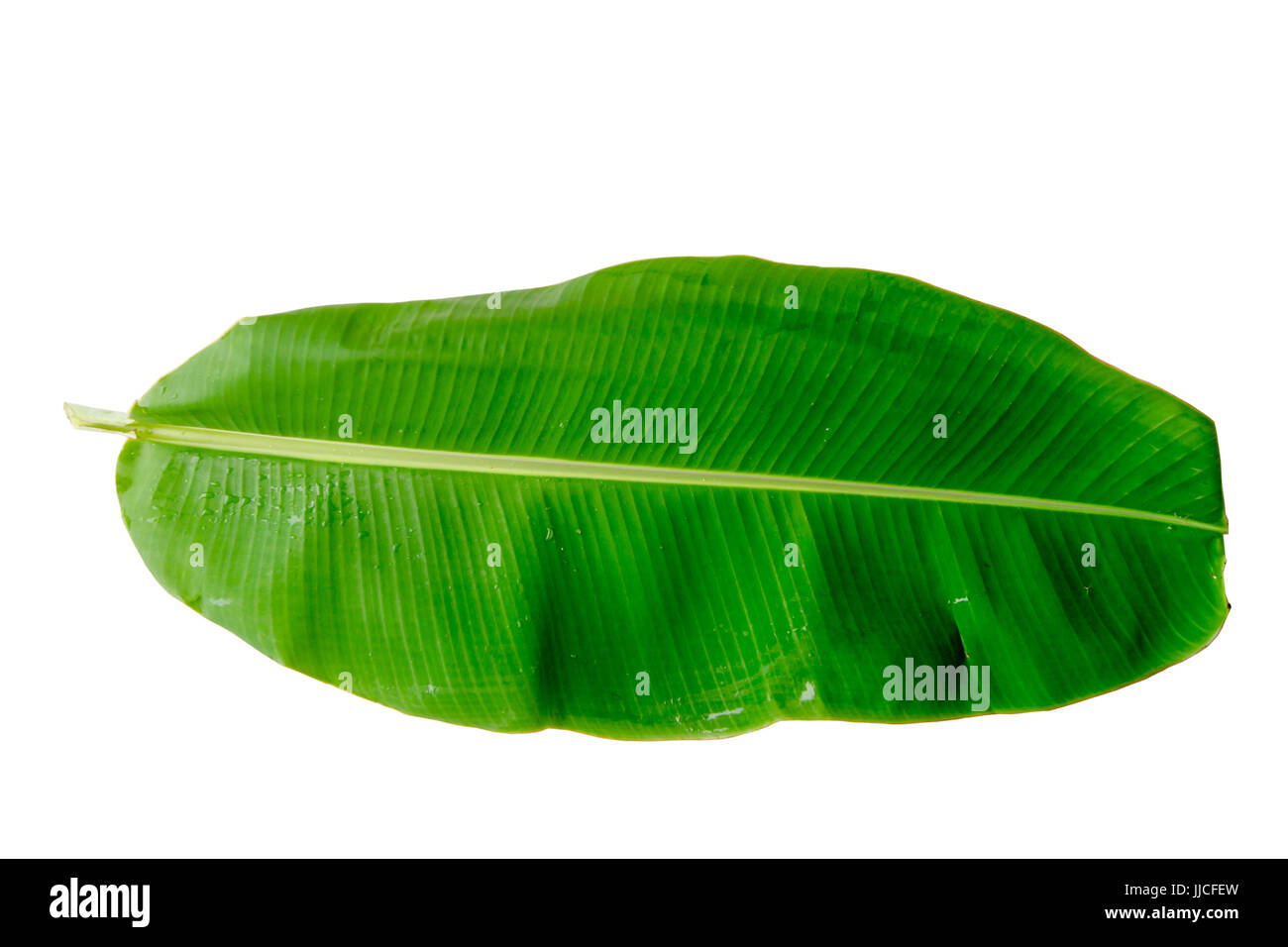 La feuille de banane verte,les bananes ont des feuilles de fibre verte,avec de l'eau visible sur les feuilles.Les branches et les feuilles vert sur fond blanc,partie d'écrêtage Banque D'Images