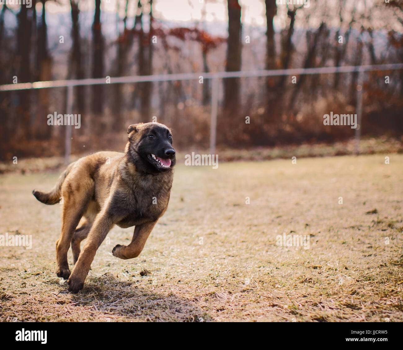 Chiot Malinois belge exécutant heureusement en dehors de unleashed at dog park Banque D'Images