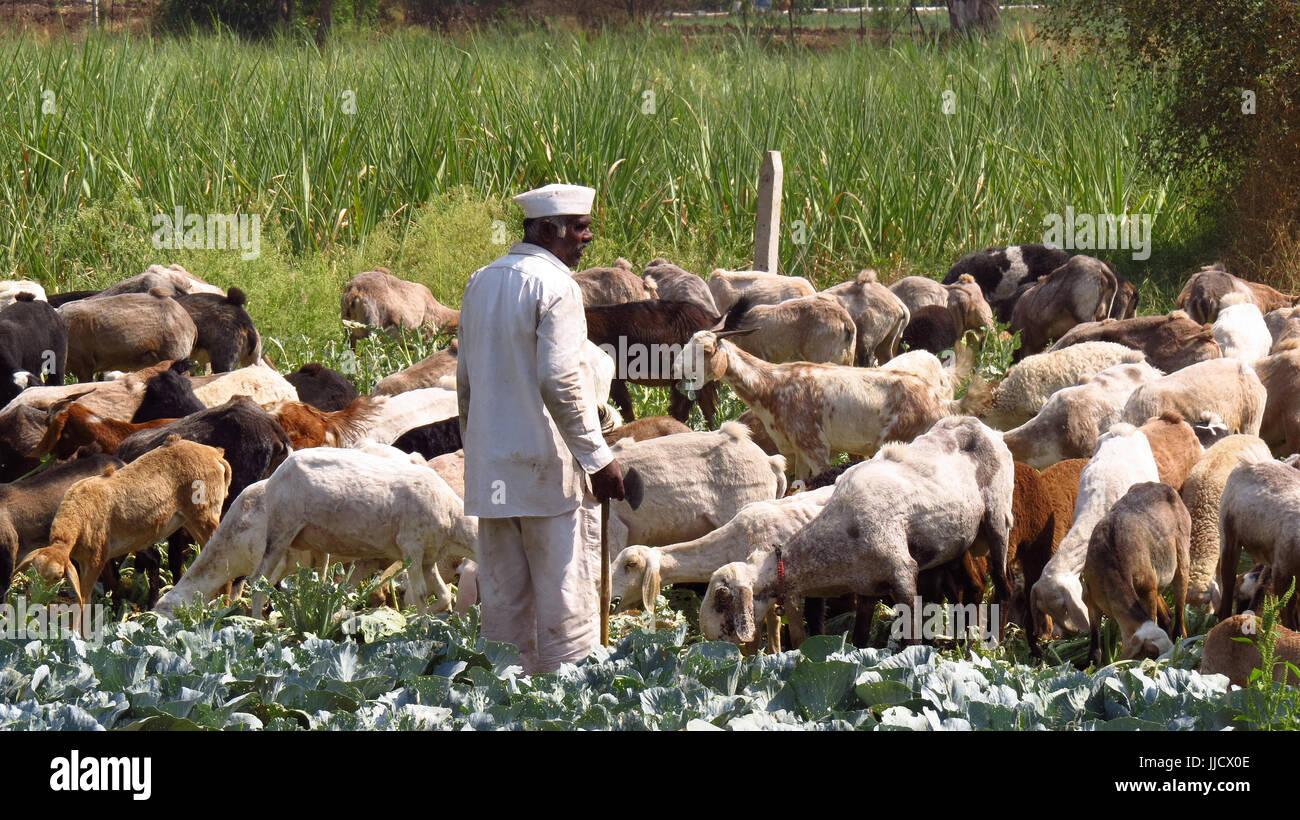 Un Indien shepherd farmer en regardant son pâturage sa récolte en ruine. Banque D'Images