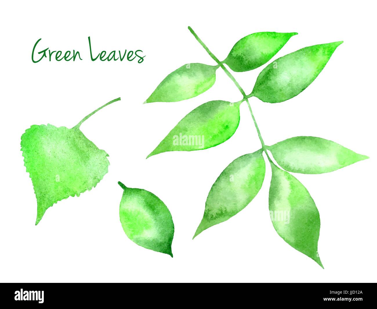 Ensemble de vecteur vert feuilles aquarelle abstraite, bouleau, frêne, aulne poire isolé sur fond blanc Illustration de Vecteur