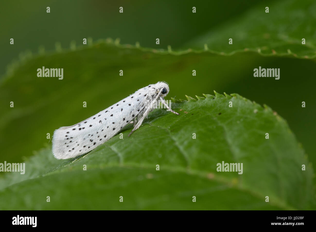 Traubenkirschen-Gespinstmotte Traubenkirschen-Gespinnstmotte Gespinstmotte,,, Gespinnstmotte, Yponomeuta evonymella, Yponomeuta padi, Yponomeuta evony Banque D'Images