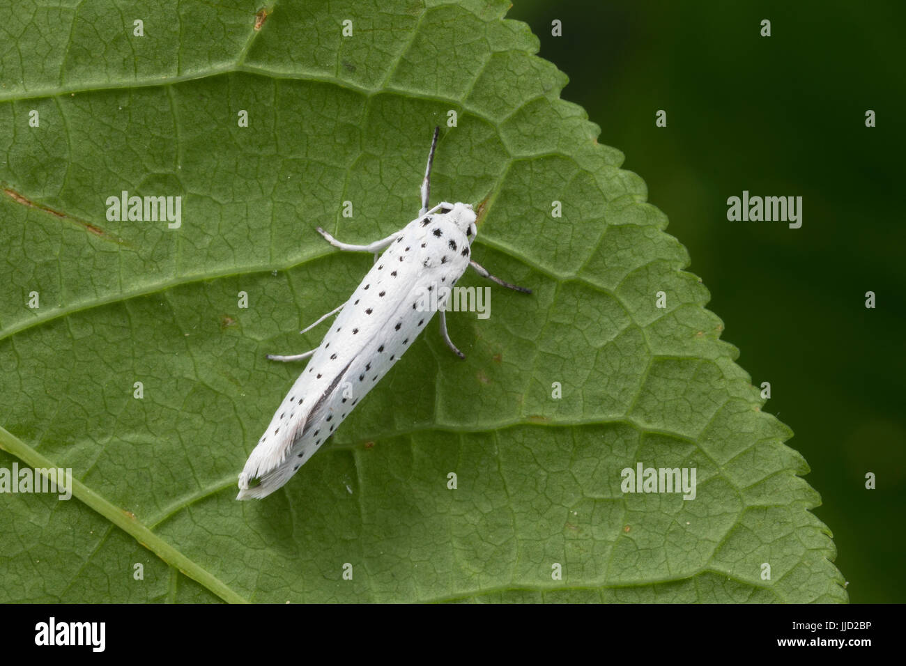 Traubenkirschen-Gespinstmotte Traubenkirschen-Gespinnstmotte Gespinstmotte,,, Gespinnstmotte, Yponomeuta evonymella, Yponomeuta padi, Yponomeuta evony Banque D'Images