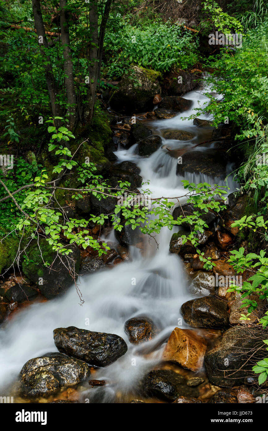 Petites chutes, Meadow Creek, près de Frisco, Colorado USA Banque D'Images