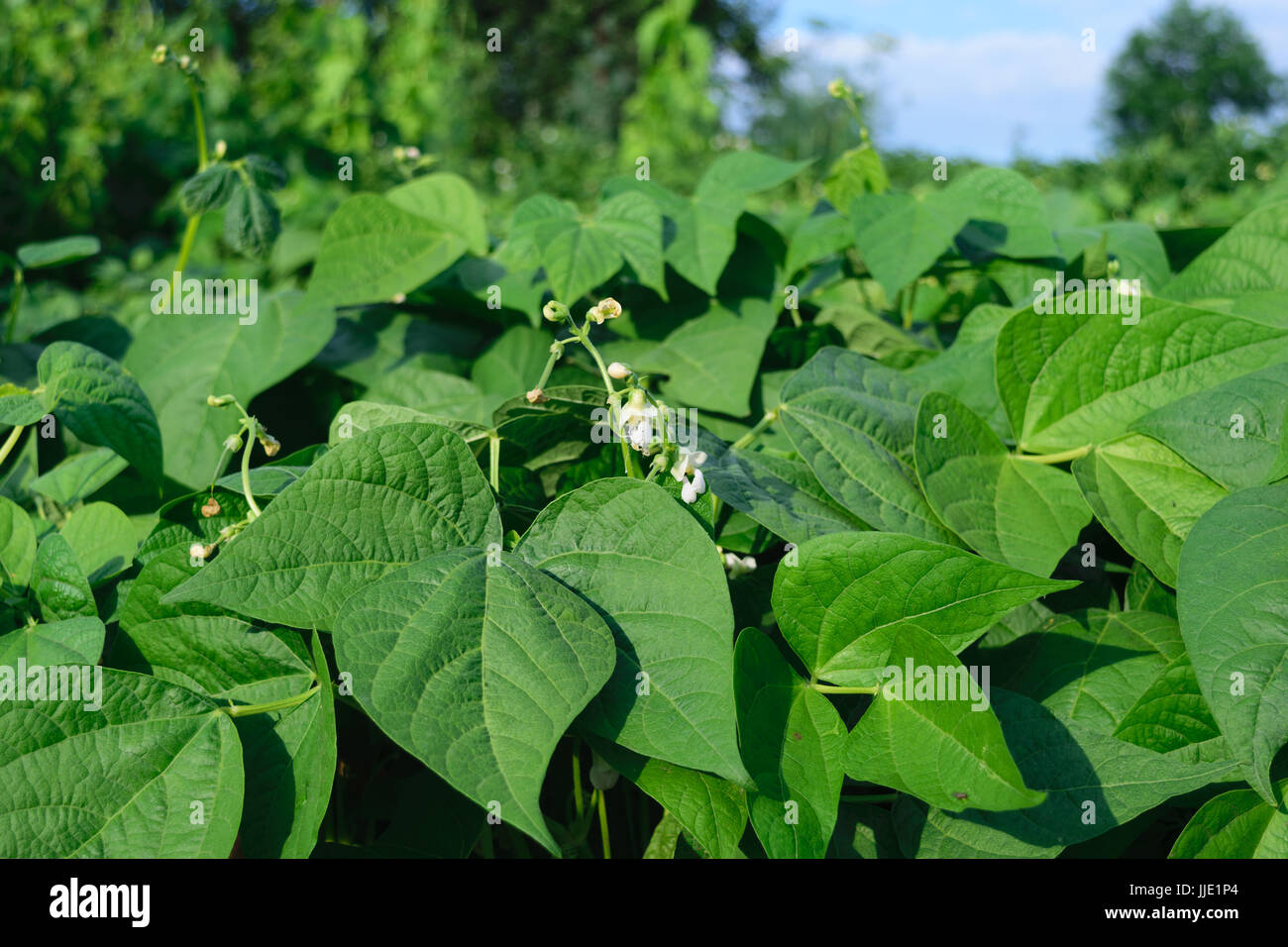 Culture de haricots verts Banque de photographies et d’images à haute — free download