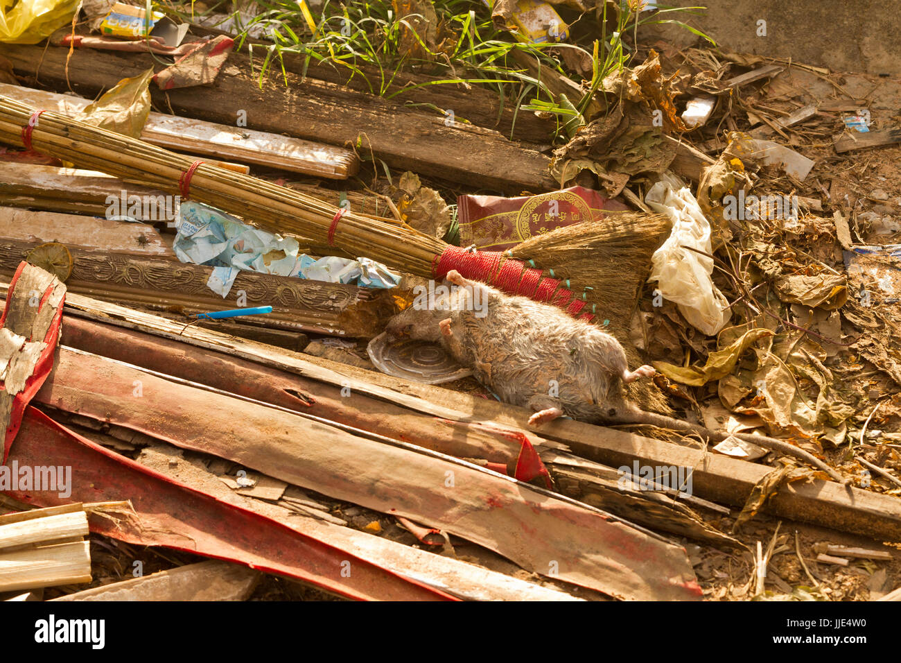 Rats morts dans la poubelle dans la rue Banque D'Images