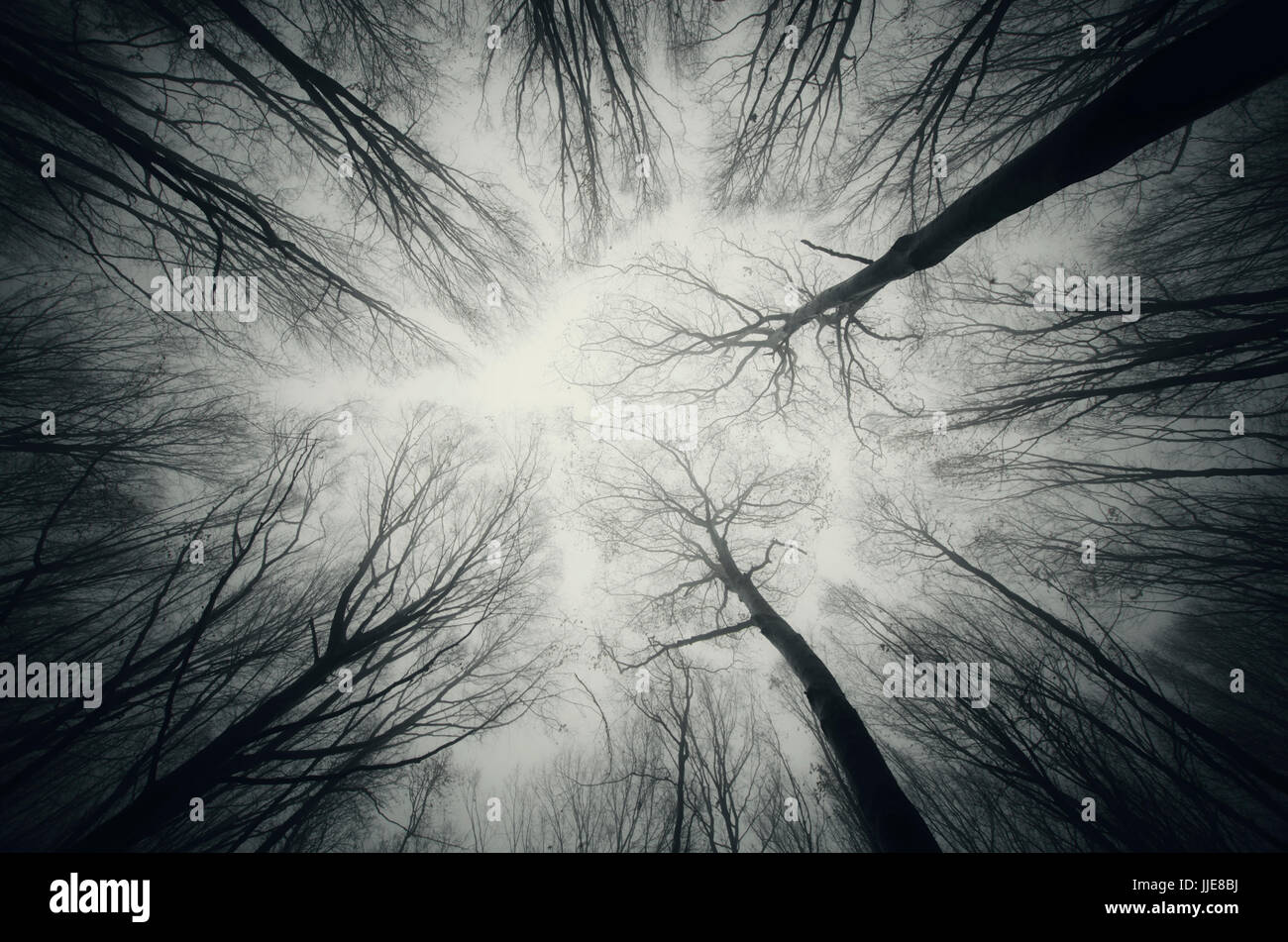 Effrayant horreur sombre forêt paysage avec des branches d'arbre contre ciel crépusculaire Banque D'Images