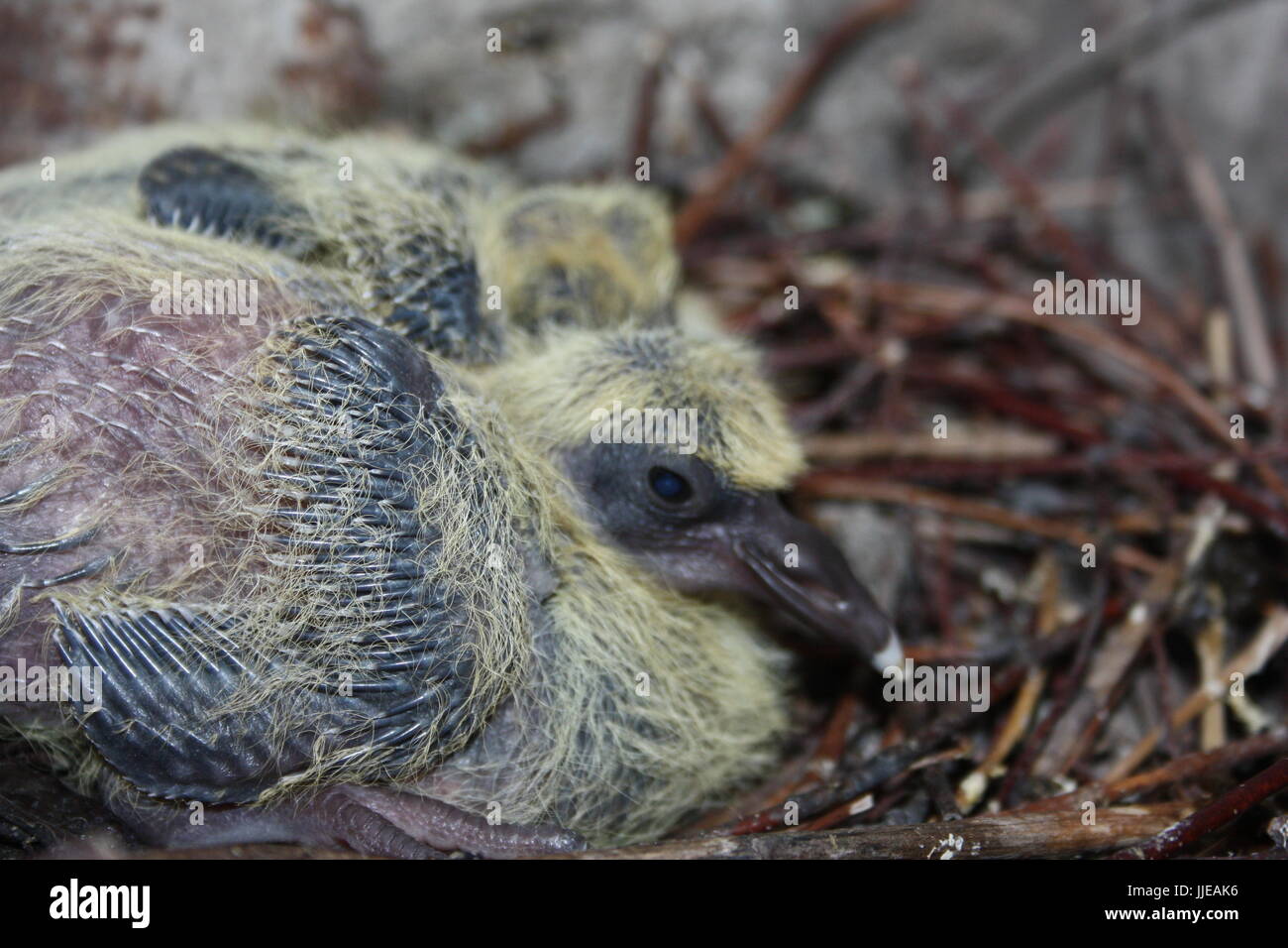 Baby Pigeon Banque D Image Et Photos Alamy Baby Pigeon Banque D Image Et Photos Alamy