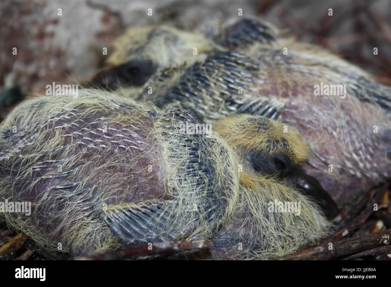 Sommeil De Bebe Pigeon Ainsi Que Son Frere Deux Pigeons Avec L Emergence Et La Mise En Drapeau De La Queue Sombre Tranchant Sur Les Ailes Dans Les Branches Du Nid Photo Stock Sommeil De Bebe Pigeon Ainsi Que Son Frere Deux Pigeons Avec L Emergence Et La Mise En Drapeau De La Queue Sombre Tranchant Sur Les Ailes Dans Les Branches Du Nid Photo Stock