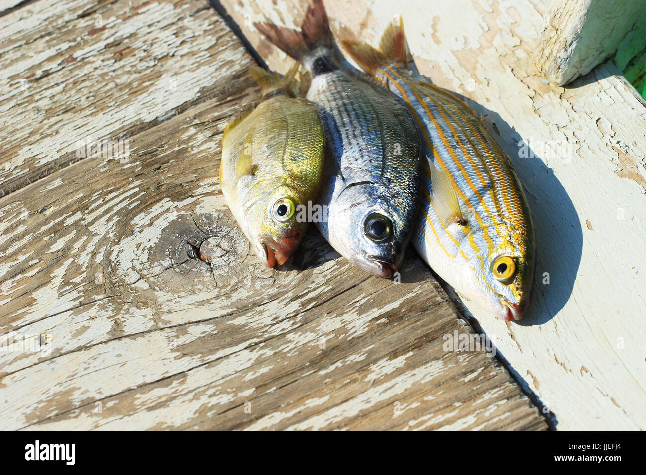 Images pour poisson localement ou Angler images avec poissons Bois-image F CUISINE POISSONS