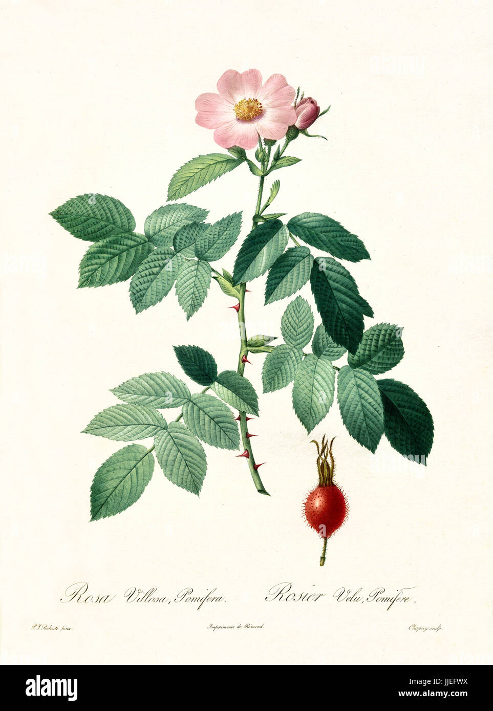 Vieille illustration d'Apple Rose (Rosa villosa). Créé par P. R. Redoute, publié sur Les Roses, Imp. Firmin Didot, Paris, 1817-24 Banque D'Images