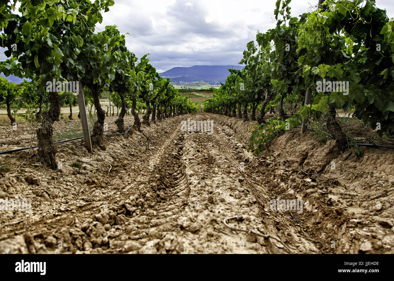 Domaine des vignes pour faire du vin, détail de la culture écologique, du vin et du raisin Banque D'Images