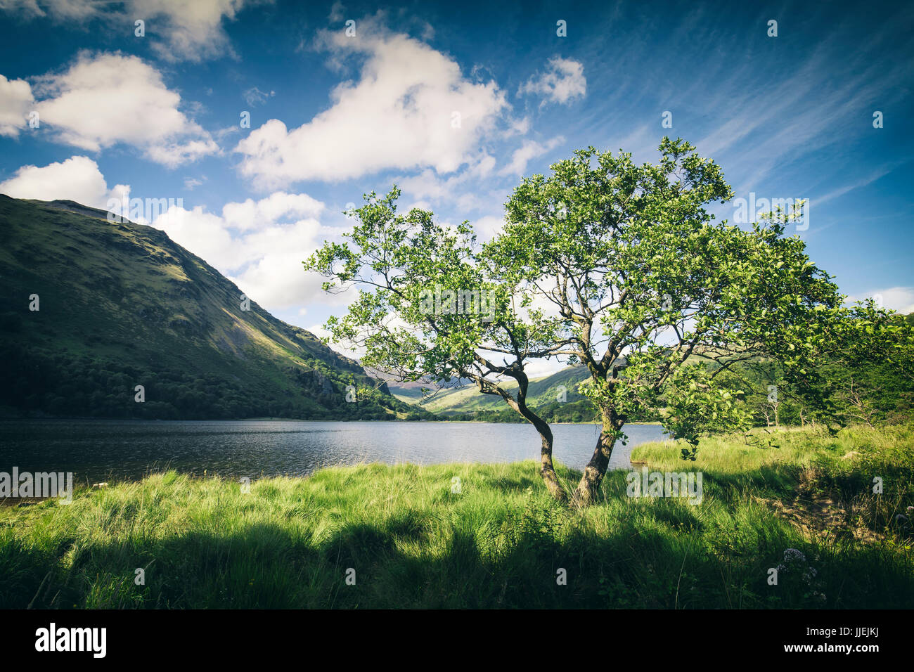 Seul Arbre Vert par Llyn Gwynant dans le lac Snowdonia, UK Banque D'Images