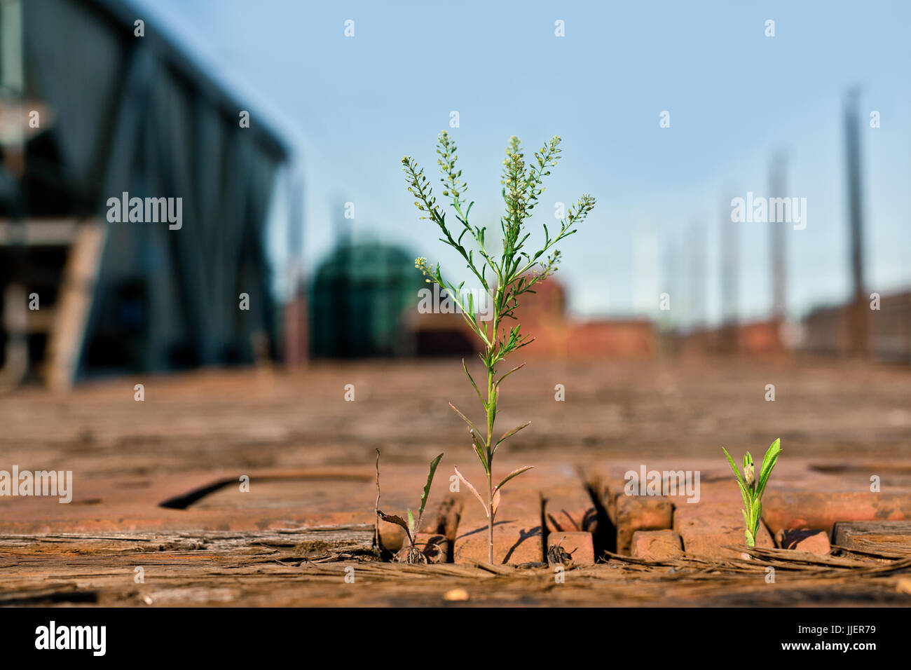 Les plantes vertes poussant sur un wagon de train de marchandises en bois Banque D'Images