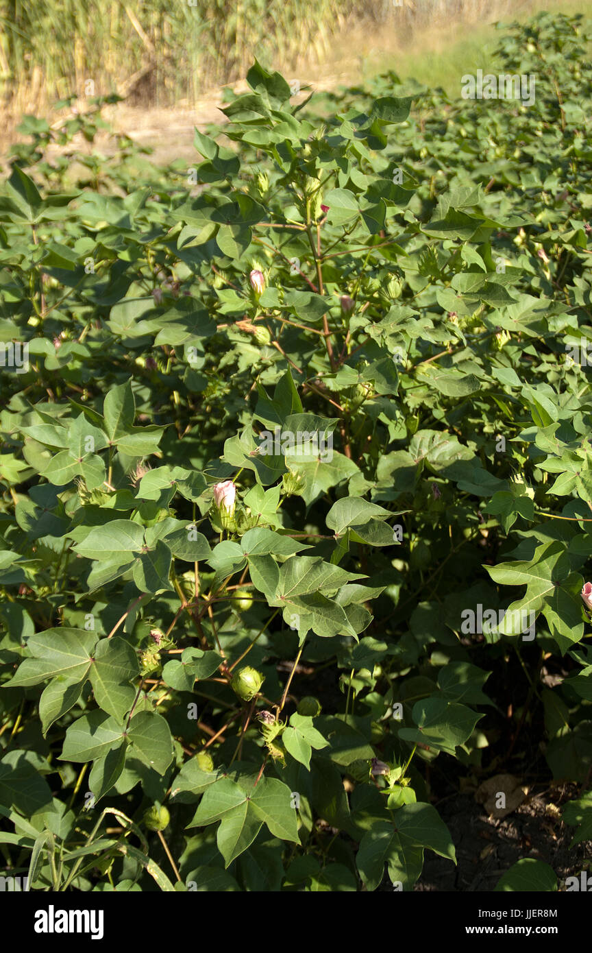 Avec des plants de coton fibre apparaît avant de capsules Banque D'Images