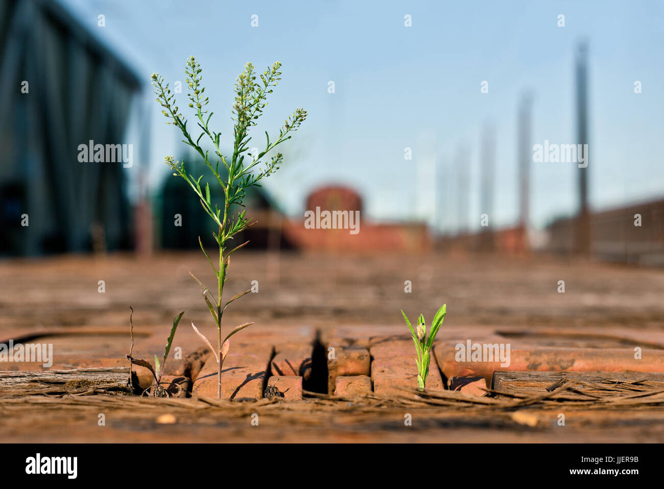 Vert Nature incroyable de plantes poussant sur un wagon de train de marchandises en bois Banque D'Images