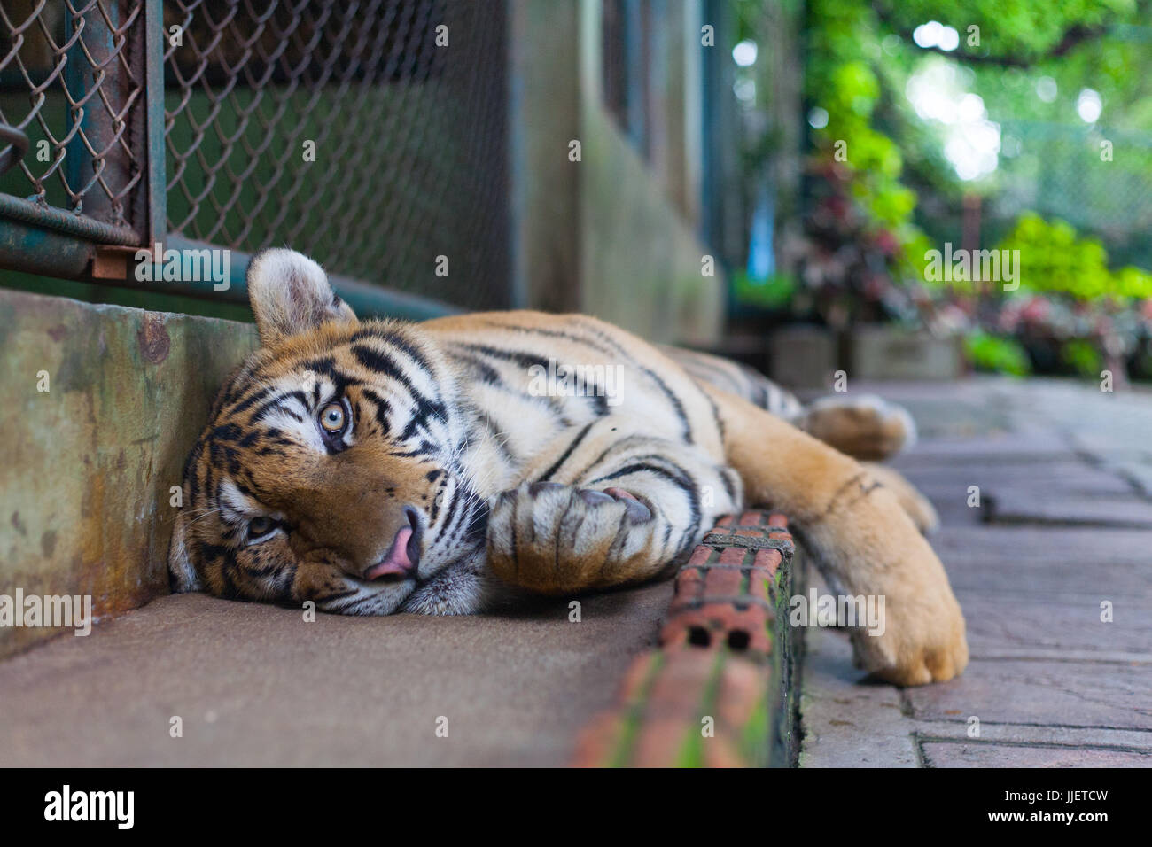 Orange tropicale Tiger Paw à rayures de tigre du Nord Thaïlande Temple Chang Mai Banque D'Images