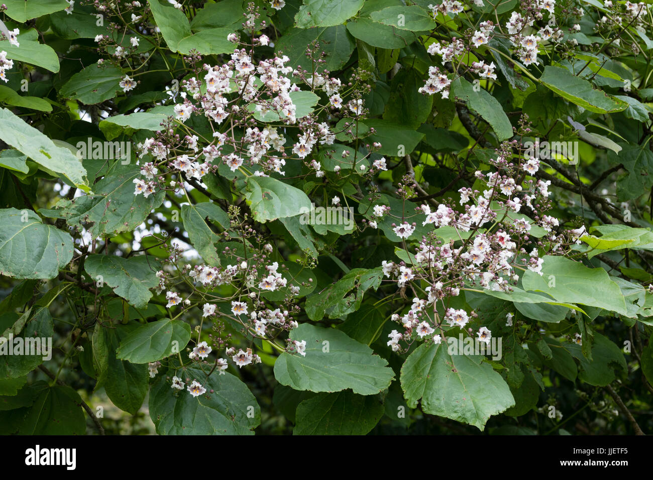Fleurs blanc tacheté marron dans la panicule des arbres d'ornement, Catalpa x erubescens 'Purpurea' Banque D'Images