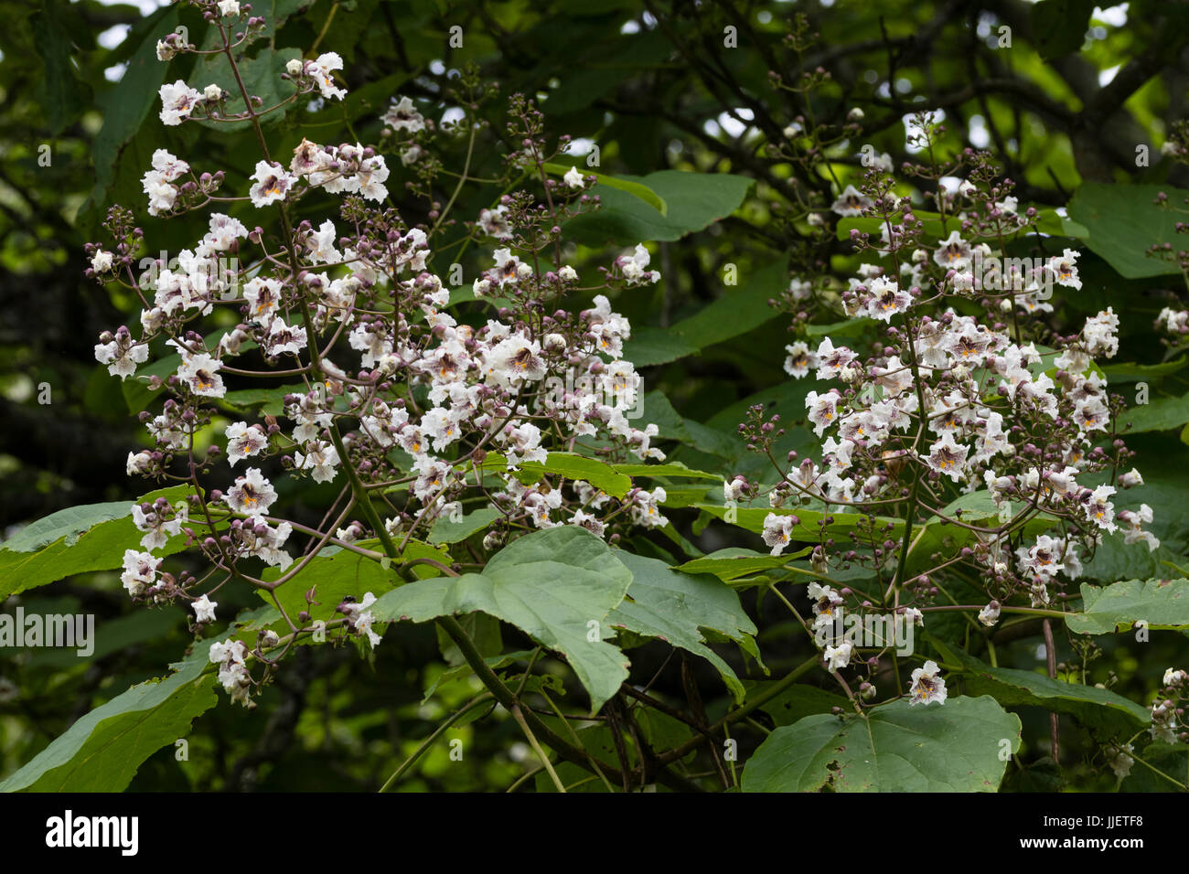 Fleurs blanc tacheté marron dans la panicule des arbres d'ornement, Catalpa x erubescens 'Purpurea' Banque D'Images