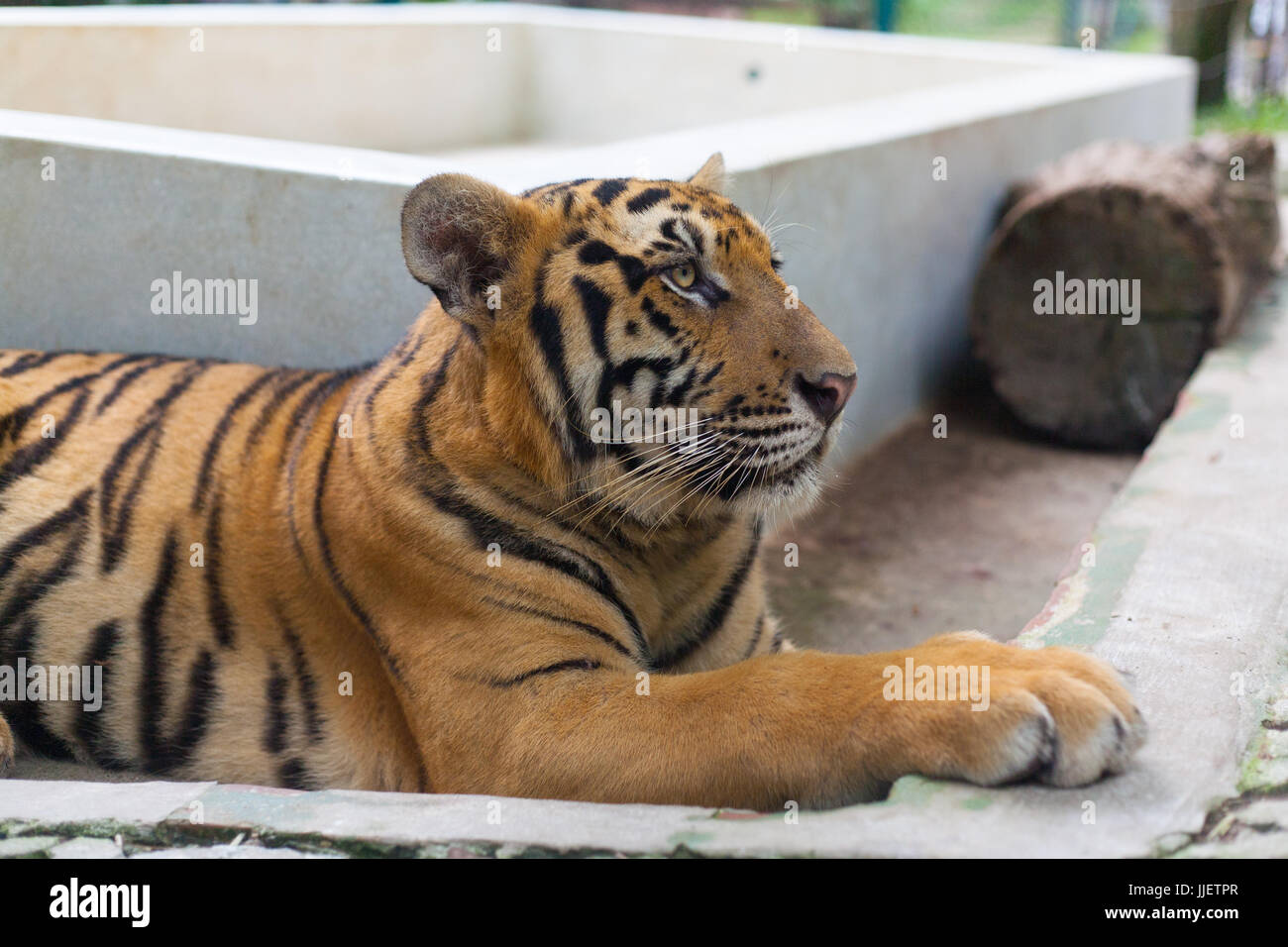 Orange tropicale Tiger Paw à rayures de tigre du Nord Thaïlande Temple Chang Mai Banque D'Images