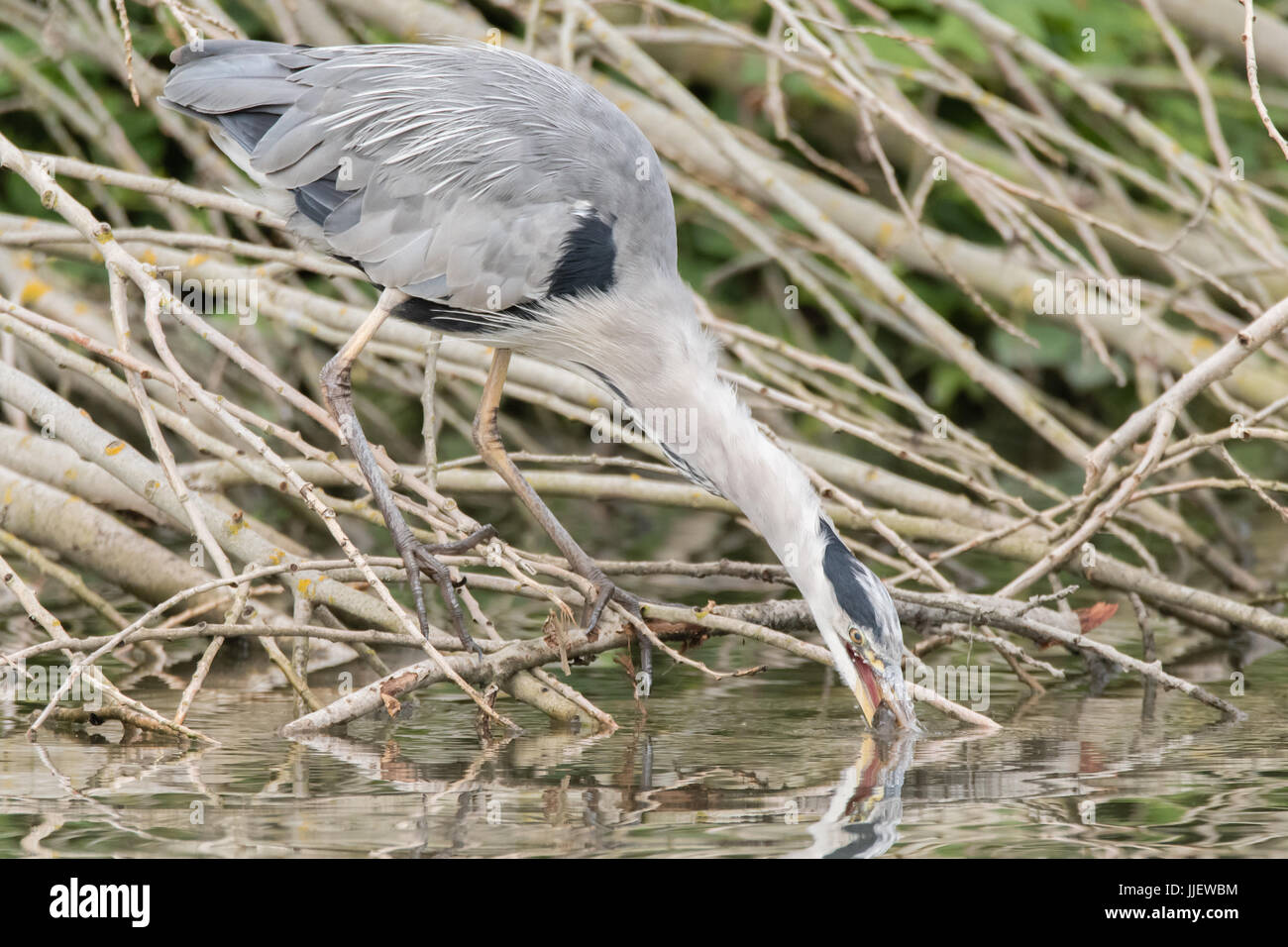 Héron cendré (Ardea cinerea) boire avec des poissons en bec. Grand oiseau de la famille des Ardeidae, avec la perche (Perca fluviatilis), prenant l'eau pour aider à avaler Banque D'Images