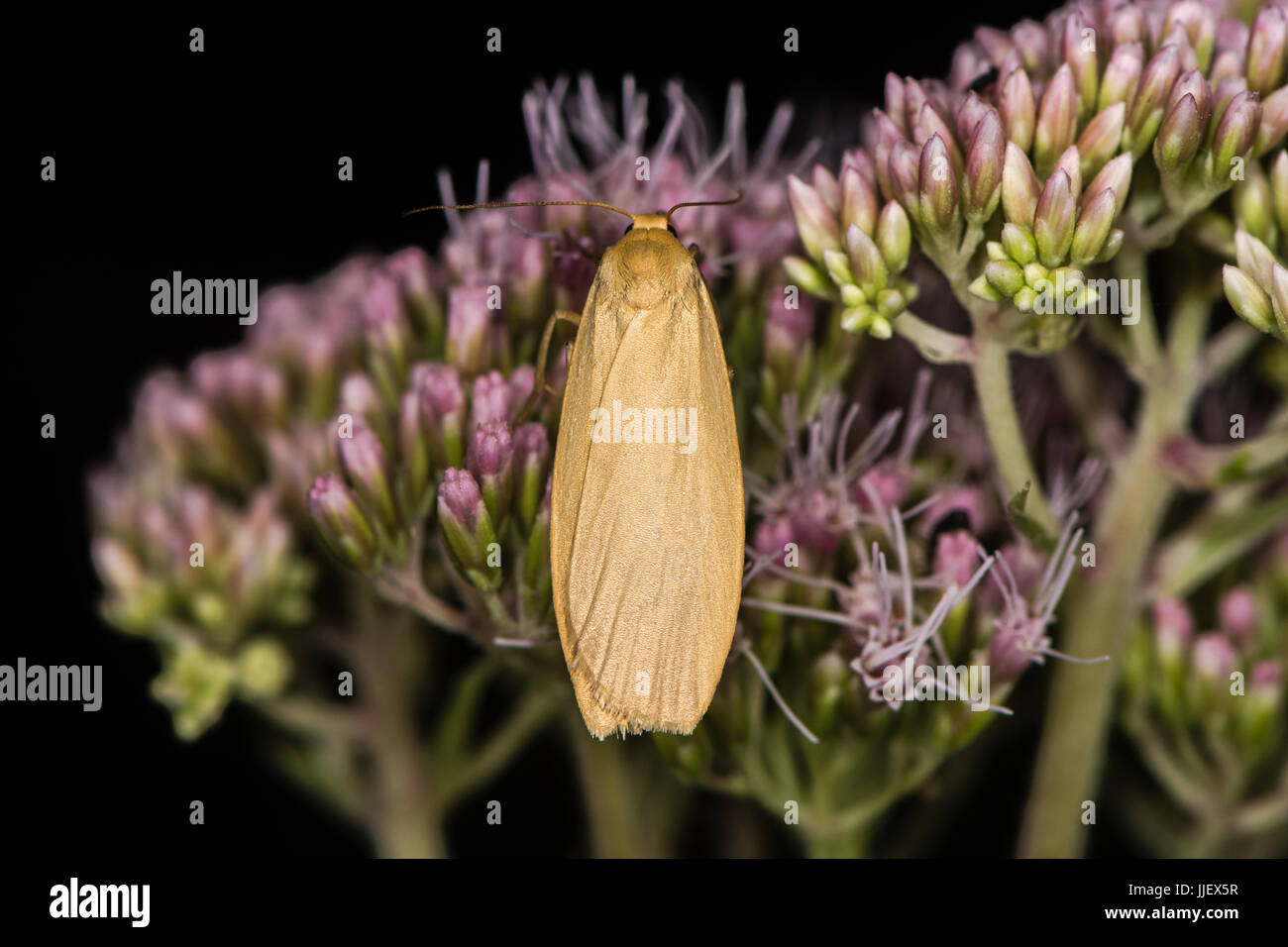 Valet de Orange (Eilema sororcula) sur fleur. Insectes de couleur vive dans la famille, au repos sur Erebidae-chanvre Eupatorium cannabinum (aigremoine) Banque D'Images