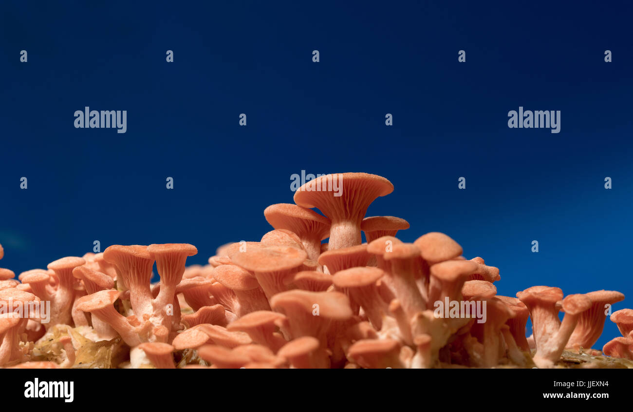 Pleurotus djamor champignons sur fond bleu Banque D'Images