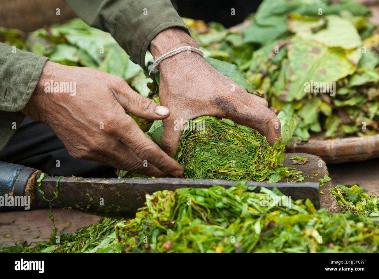 Les feuilles de tabac côtelettes d'un homme en bandes dans Ban Phon CDM, le Laos. Banque D'Images