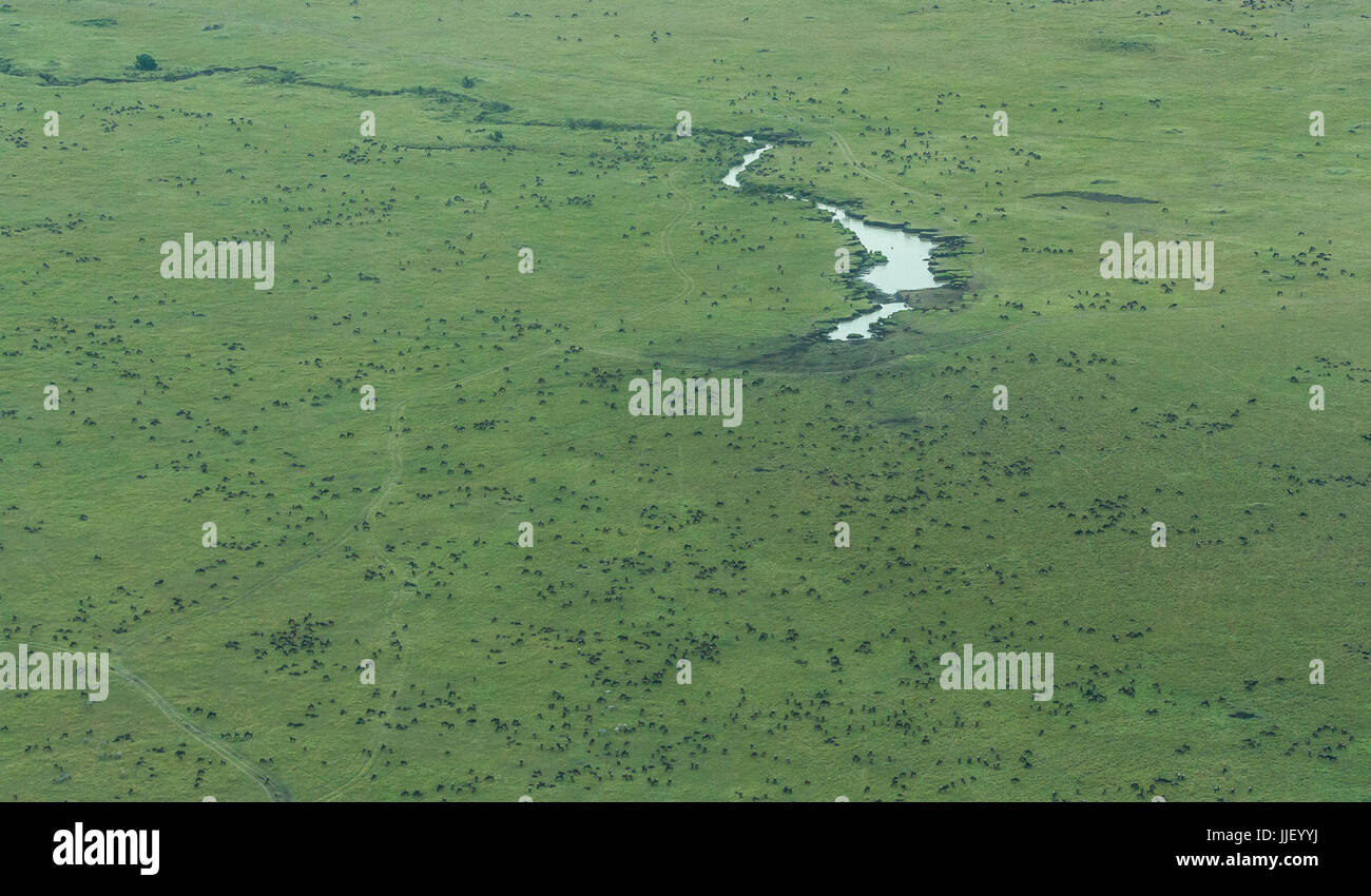 La migration des gnous annuelle, Parc National de Masai Mara, Kenya, Narok Banque D'Images