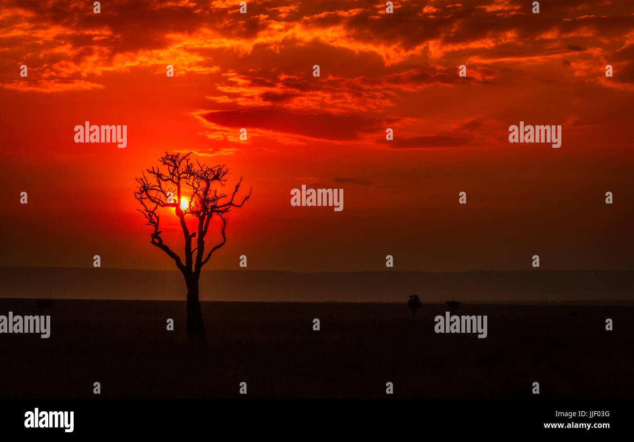 Silhouette d'un arbre au coucher du soleil, Parc National de Masai Mara, Kenya, Narok Banque D'Images