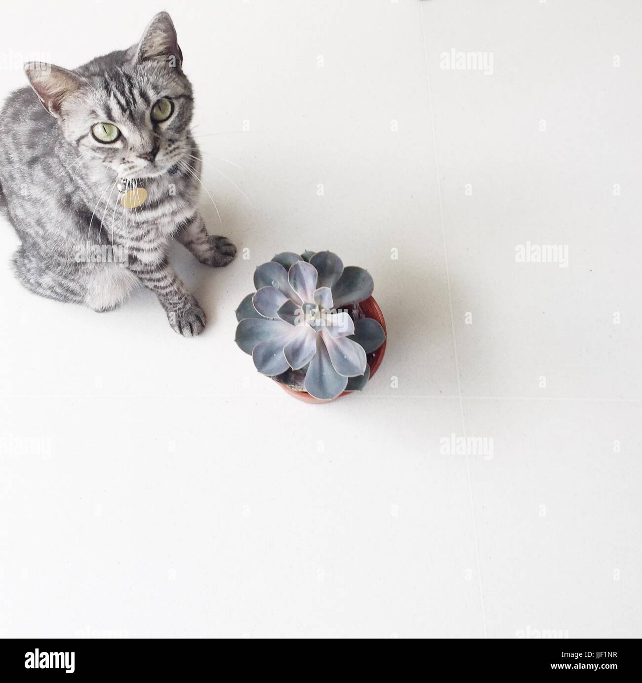 Rayé gris American Shorthair cat sitting par une plante succulente Banque D'Images