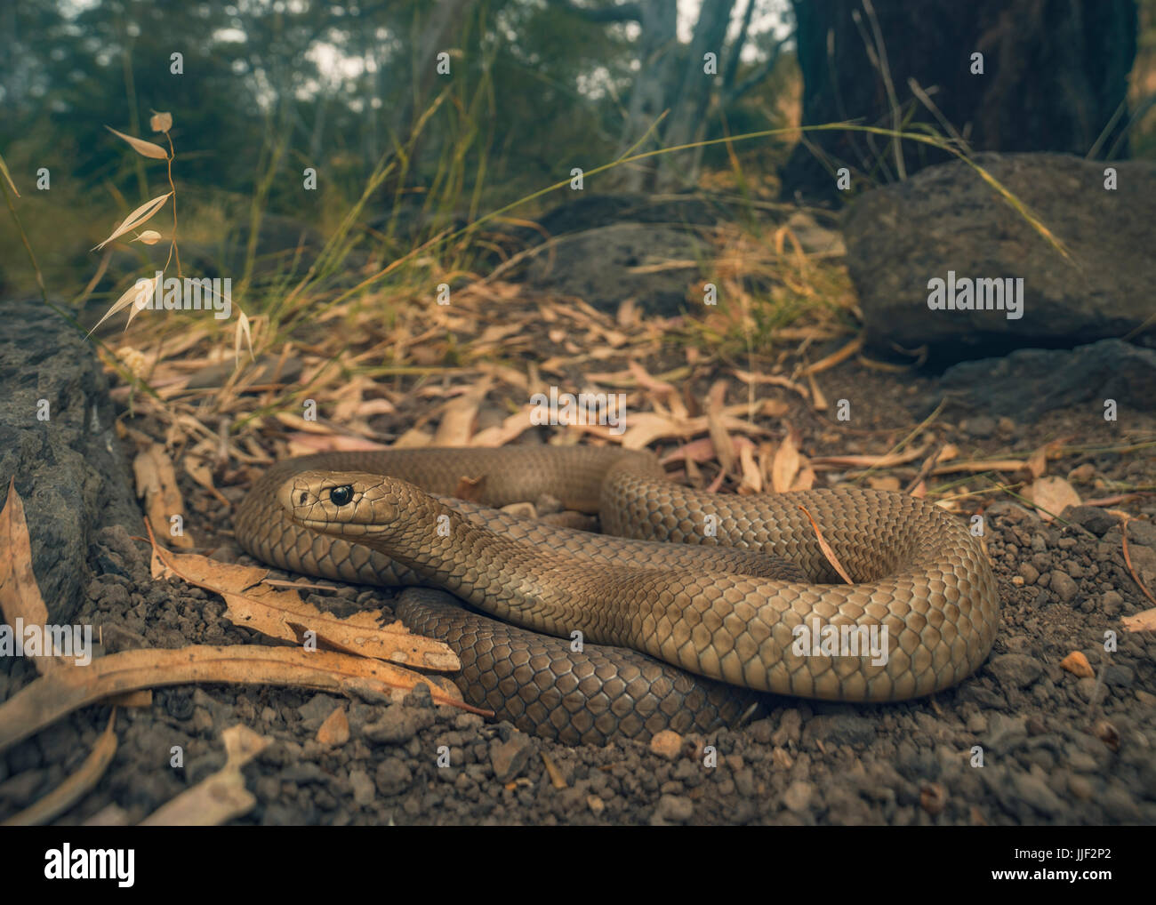 L'Est de serpent brun (Pseudonaja textilis), Melbourne, Australie Banque D'Images
