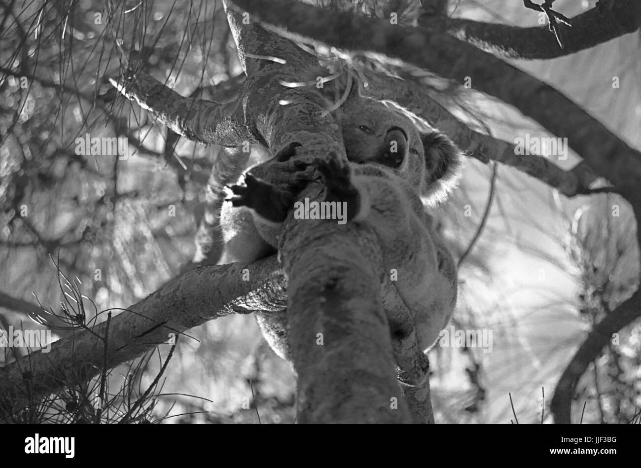 Koala (Phascolarctos cinereus) assis sur une branche d'un eucalyptus, Lemon Tree Passage, Port Stephens, NSW, Australie : version noir et blanc Banque D'Images