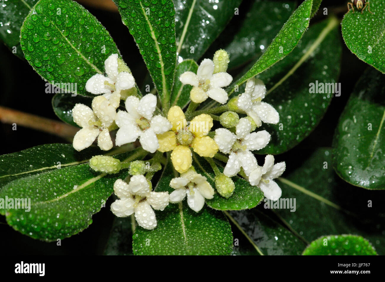 Pittosporum toriba cheesewood (japonais). Turo del Putget park, Barcelone, Catalogne, Espagne Banque D'Images