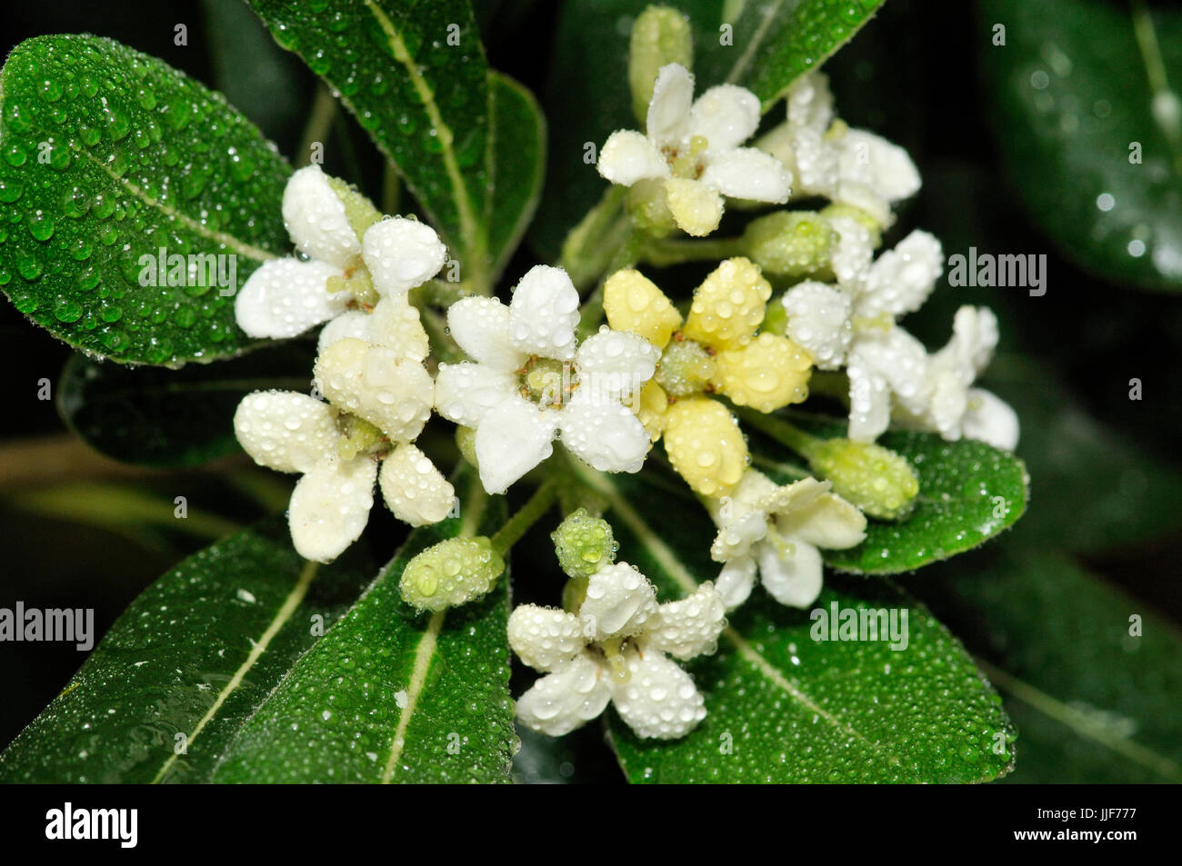 Pittosporum toriba cheesewood (japonais). Turo del Putget park, Barcelone, Catalogne, Espagne Banque D'Images