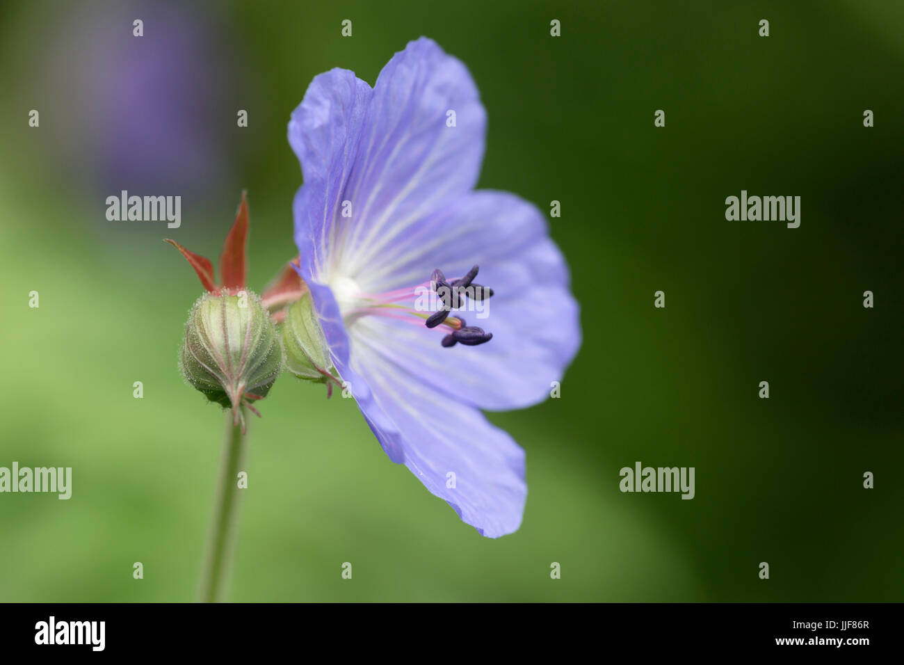 Geranium pratense - Meadow Cranesbil Banque D'Images