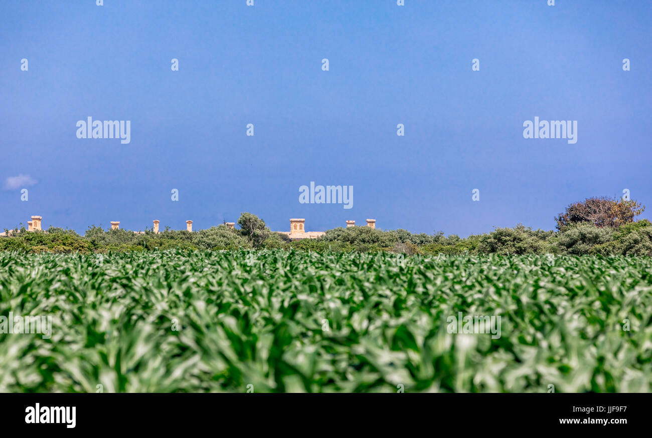 Grande maison d'été à Sagaponack en bordure d'un champ de maïs dans la région de Sagaponack ny Banque D'Images